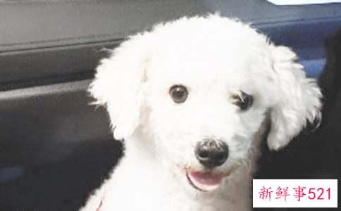 大狗为什么咬小狗正确引导十分的重要