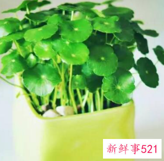 办公室摆放什么花招财