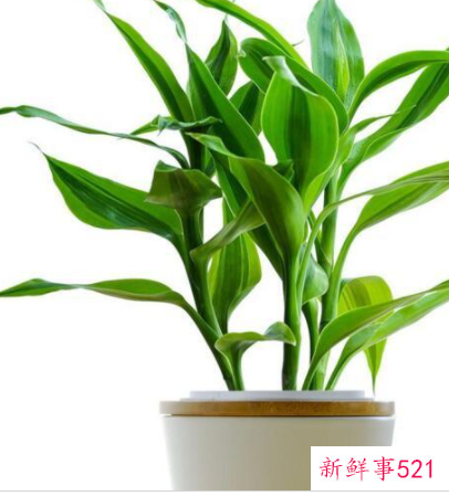 办公室摆放什么花招财