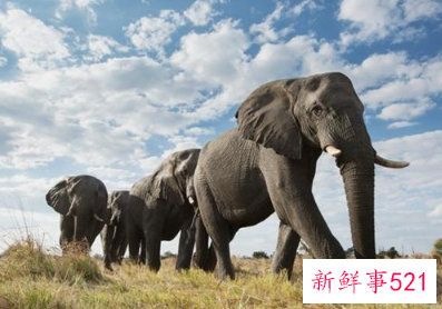 网络主播吃播象群吃剩菠萝