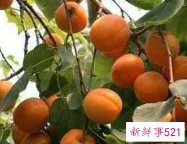 孕妇梦见摘杏吃是什么意思