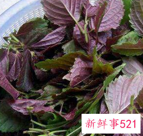 女人喝紫苏叶泡水有好处吗