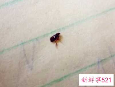 房间有跳蚤怎么除干净