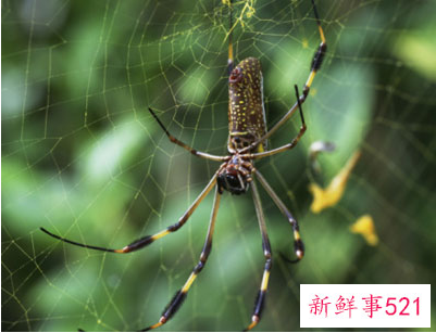 梦见有毒蜘蛛有什么征兆