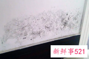 一楼潮湿发霉对人有影响吗