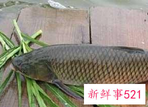 中国淡水鱼营养大全排行榜