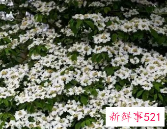 梦见很多白色的花是什么意思