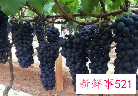 蓝莓葡萄的功效与作用及注意事项