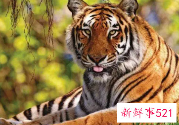 属虎女人致命弱点