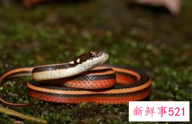 属蛇人在卧室挂什么好