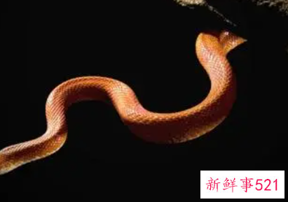 男人梦见蛇缠腰是什么意思