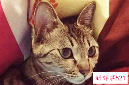 梦见变成猫是什么意思