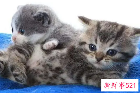 梦见变成猫是什么意思