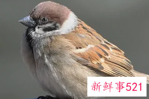 麻雀一文表现了老麻雀什么样的精神