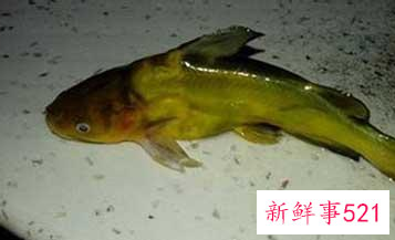 中国淡水鱼营养大全排行榜