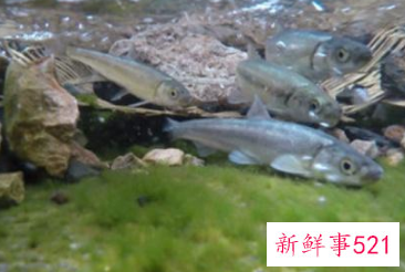 中国淡水鱼营养大全排行榜