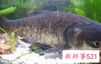 中国淡水鱼营养大全排行榜