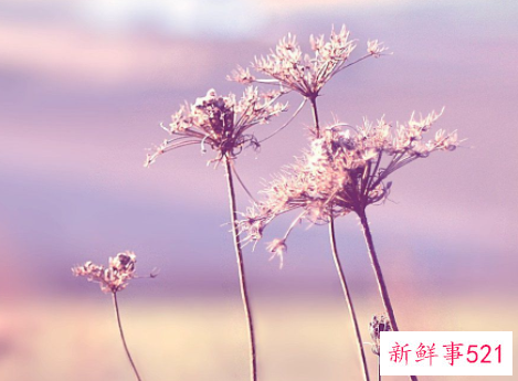 哪些星座会慢慢的看淡爱情