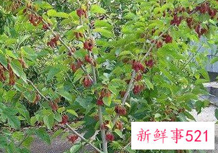 屋顶适合种什么树