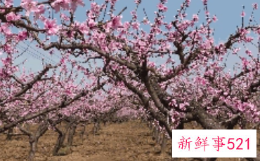 桃花送老师好吗