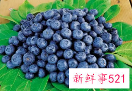 蓝莓葡萄的功效与作用及注意事项