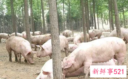 孕妇梦见养猪什么意思