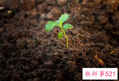 梦见土是什么预兆