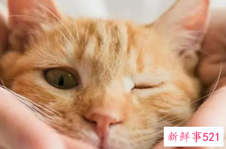 梦见变成猫是什么意思