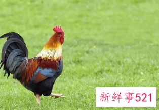 属鸡客厅摆什么植物好