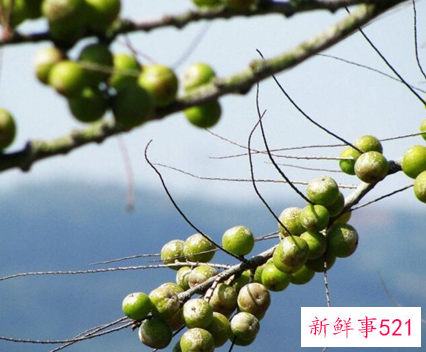 41种不常见的水果(图)