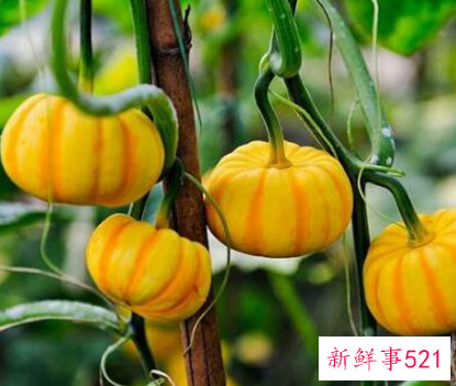 41种不常见的水果(图)