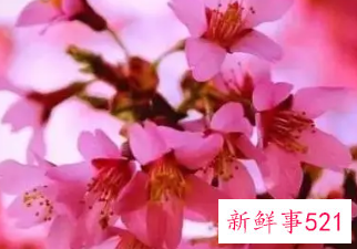 桃花劫有哪些特征