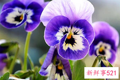 蝴蝶花的播种技术