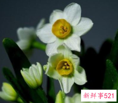 水仙花比喻女孩是什么意思