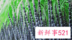 梦见偷甘蔗是什么意思