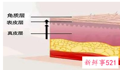 皮肤各层的功能和作用