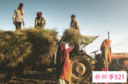 梦见收庄稼有什么征兆