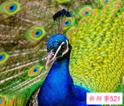 孔雀的象征意义有哪些