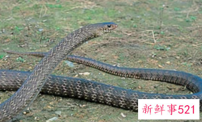 男人梦见蛇缠腰是什么意思