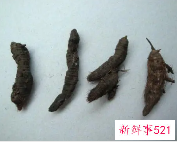 香附有哪些功效与作用