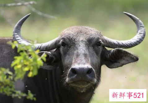 梦见水牛是什么预兆周公解梦