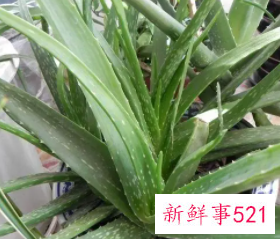 晒后可以直接擦芦荟吗