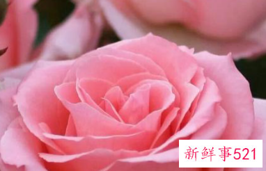 为什么天秤女很少出领导