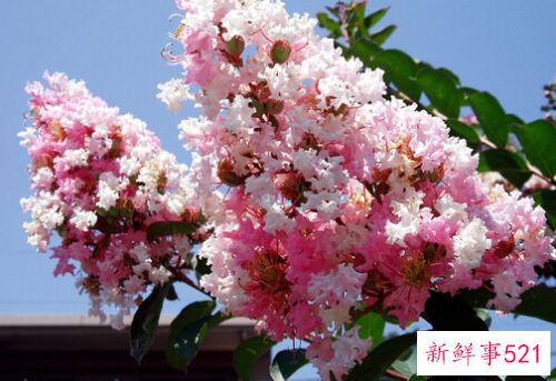 紫薇花对家居环境的影响