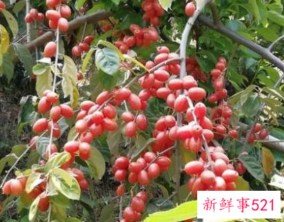 41种不常见的水果(图)