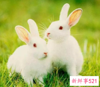 99年兔和00年龙相配吗