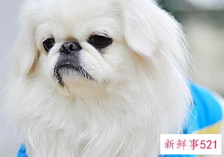 京巴犬一直掉毛是什么原因导致的