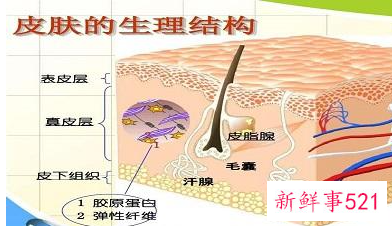 皮肤各层的功能和作用