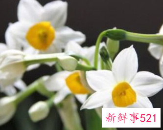 水仙花比喻女孩是什么意思