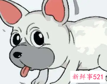 属狗人永久吉利的数字